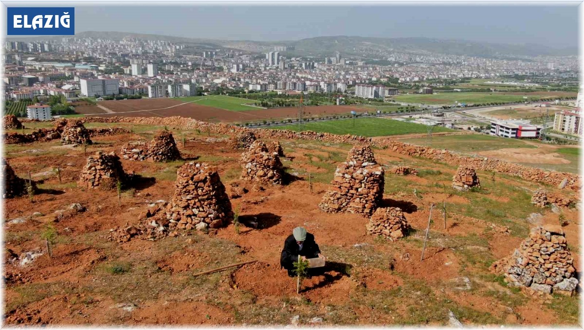 77'lik İsmail dede, 300 ton taş topladığı dağlık araziyi ağaçlarla kapladı