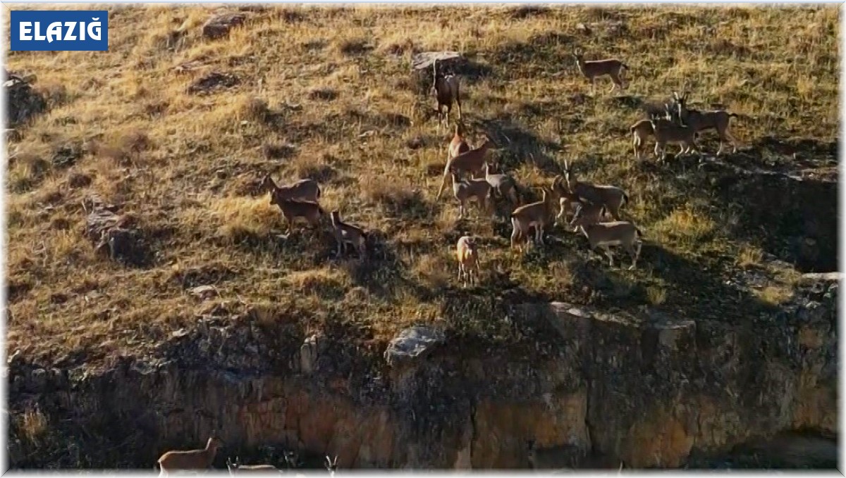 9 milyon yıllık kanyondaki dağ keçileri dron ile görüntülendi