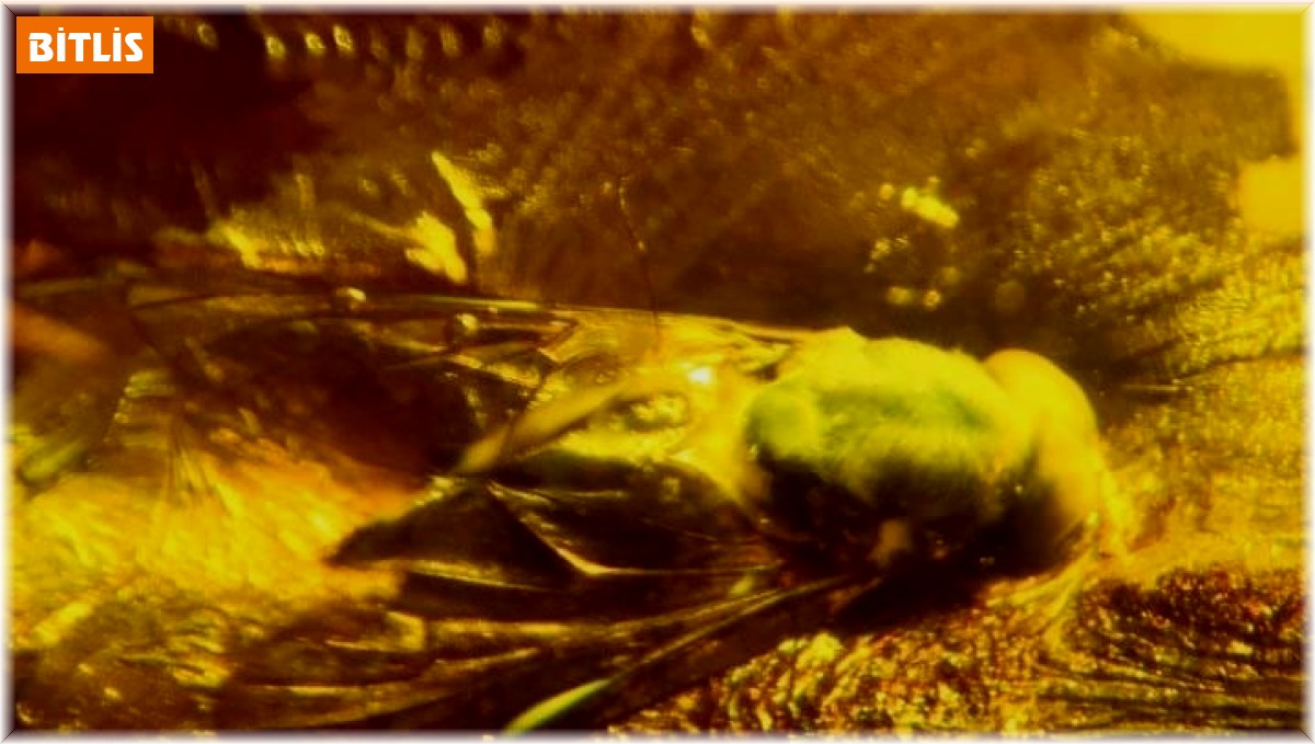 90 milyon yıllık taşlar Bitlis'te