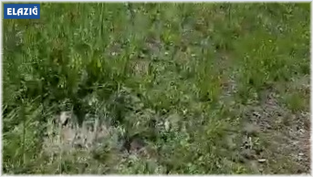 Aç kalan ayı arı kovanlarını parçaladı