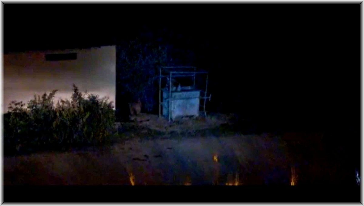 Aç kalan ayılar ilçe merkezine indi, çöpten karnını doyurdu