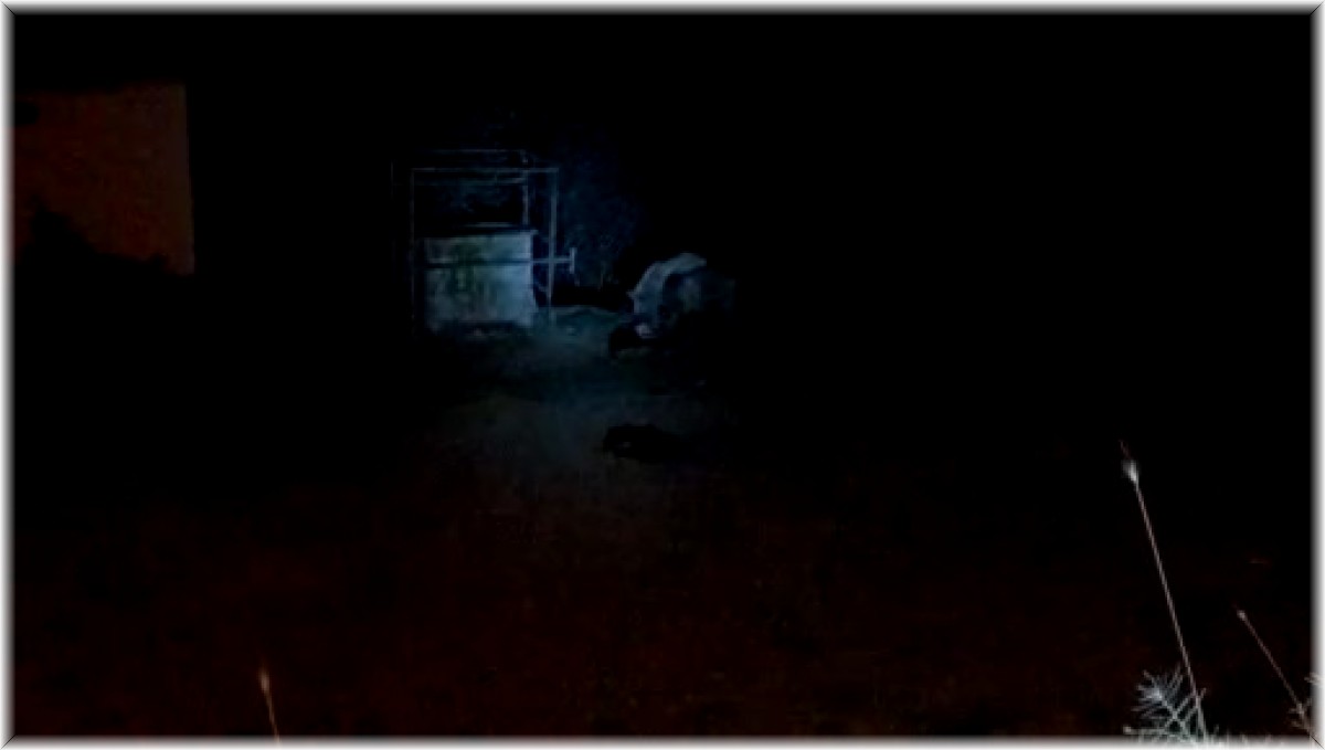 Aç kalan ayılar ilçe merkezine indi, köpekleri kovalayıp çöpten karnını doyurdu