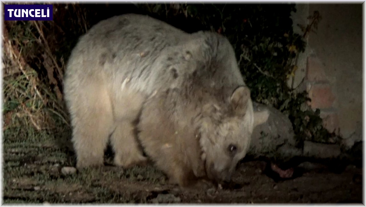 Aç kalan ayılar mezbahaneyi mesken tuttu