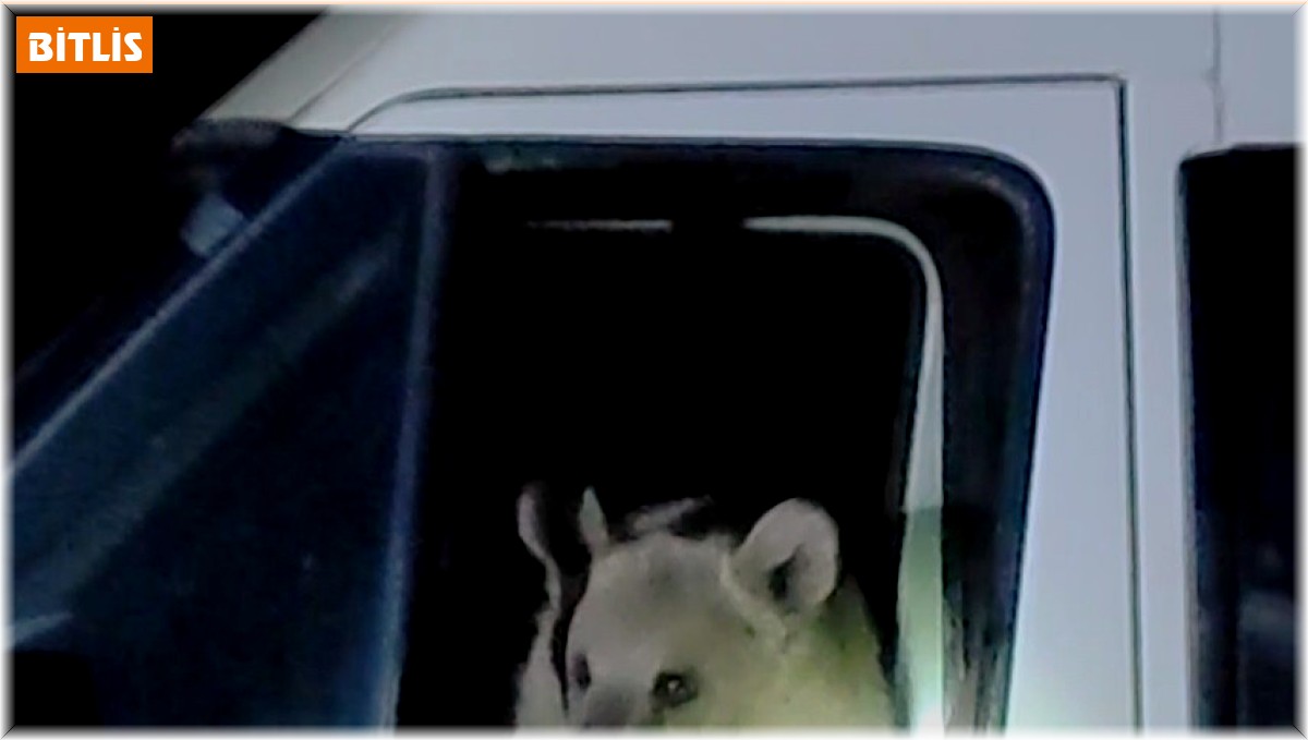 Aç kalan ayılar minibüsün içine girerek yiyecek aradı