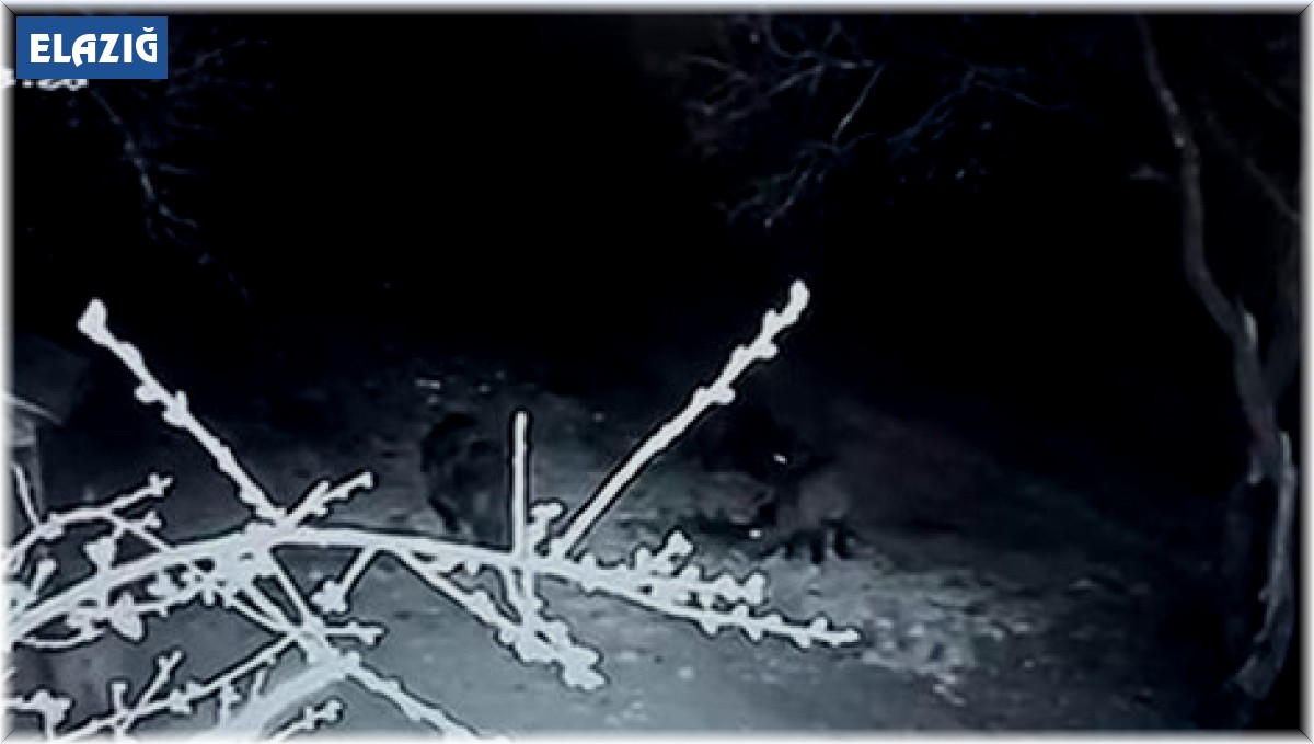 Aç kalan domuz sürüsü evin bahçesine girdi