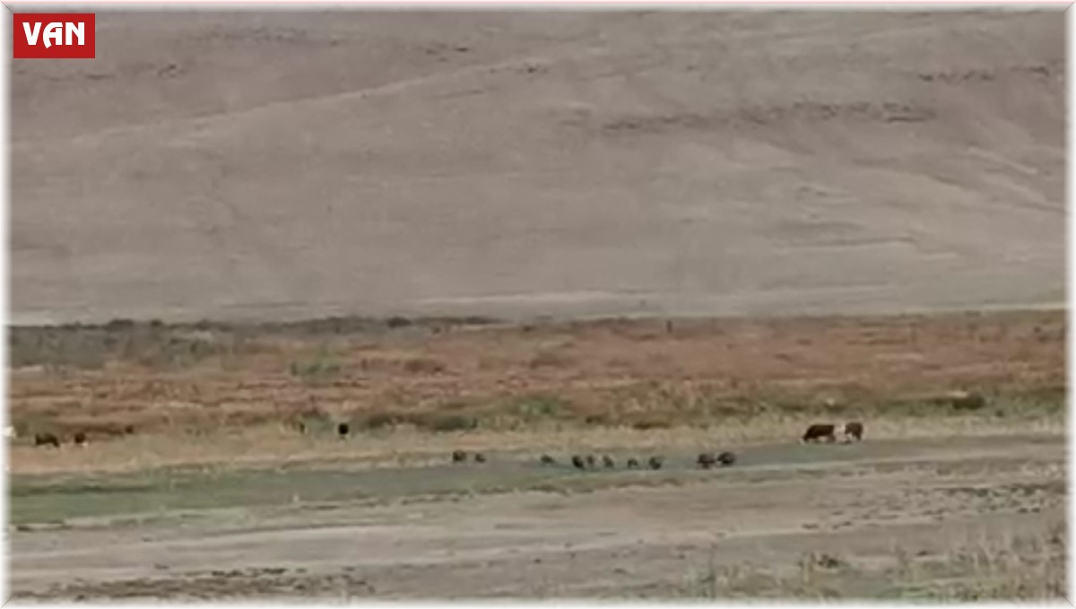 Aç kalan domuz sürüsü mahalleye indi