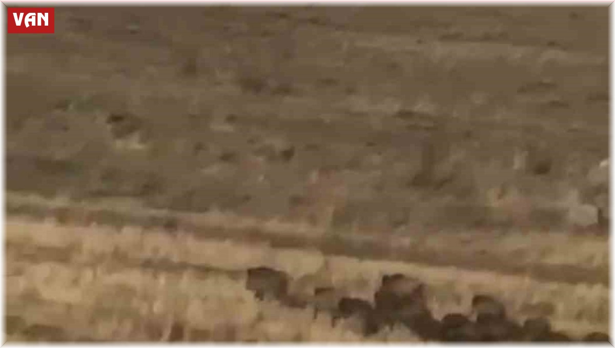 Aç kalan domuz sürüsü mahalleye indi