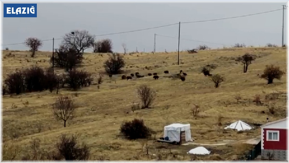 Aç kalan domuz sürüsü şehir merkezine indi