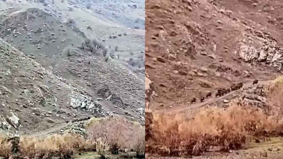 Aç kalan domuzlar, sürü halinde yiyecek ararken görüntülendi