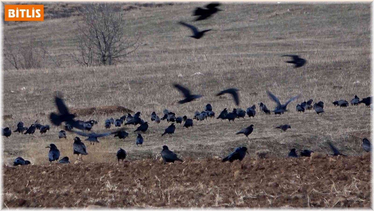 Aç kalan kargalar tarlaya akın etti