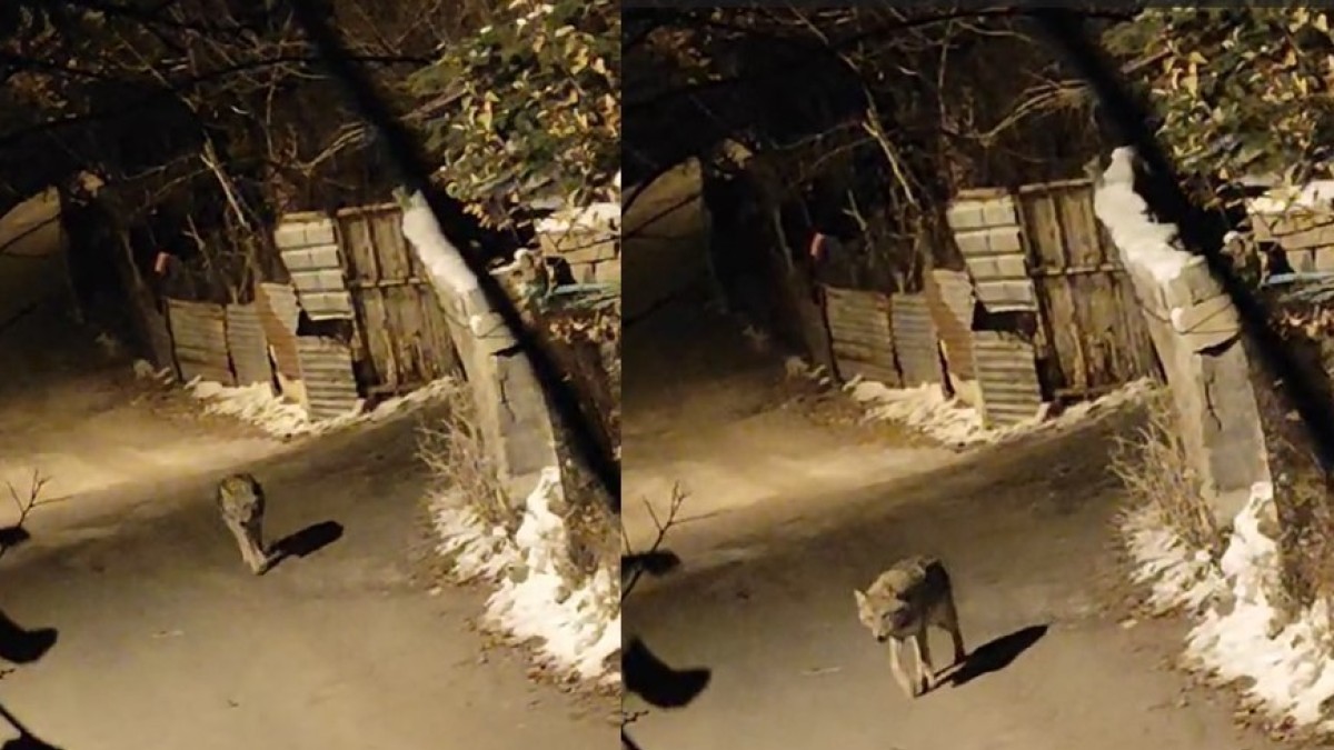 Aç kalan kurt şehir merkezine indi