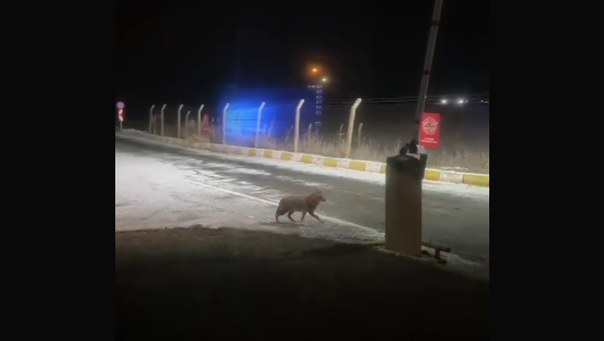 Aç kalan kurt şehir merkezine kadar indi