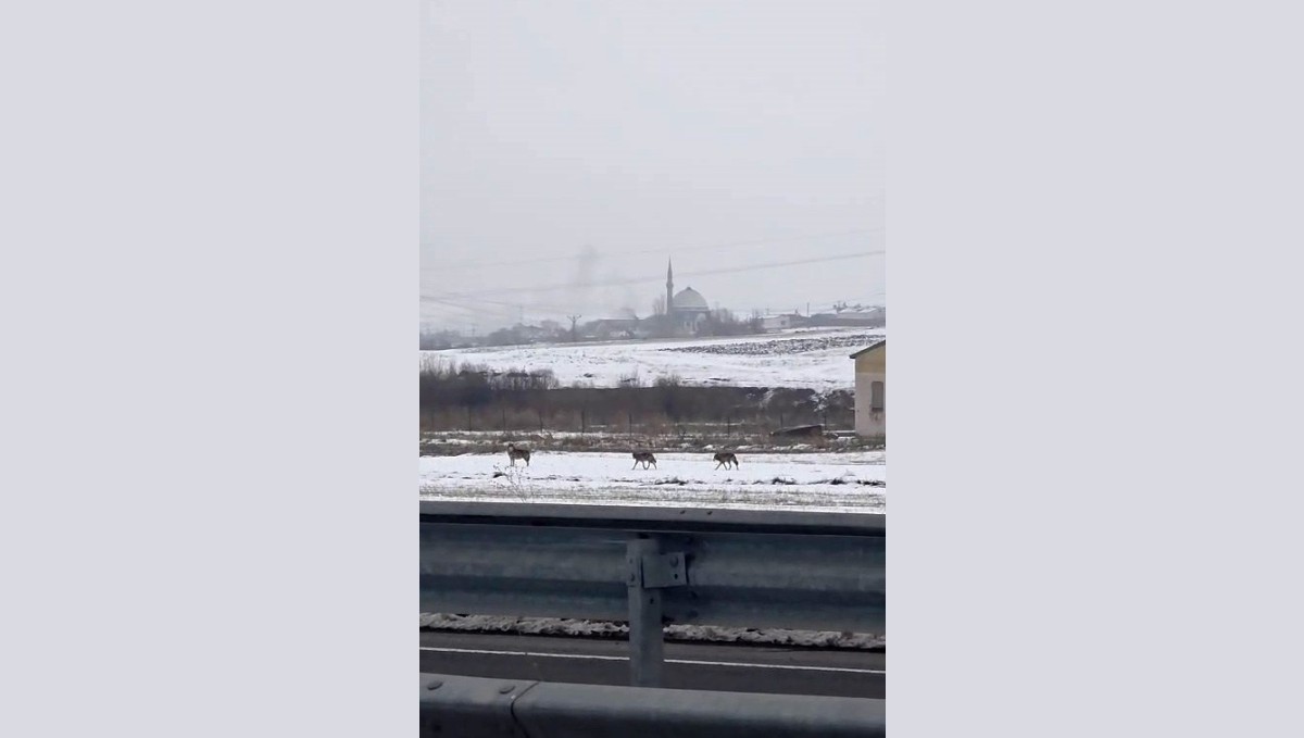 Aç kalan kurt sürüsü şehir merkezine indi