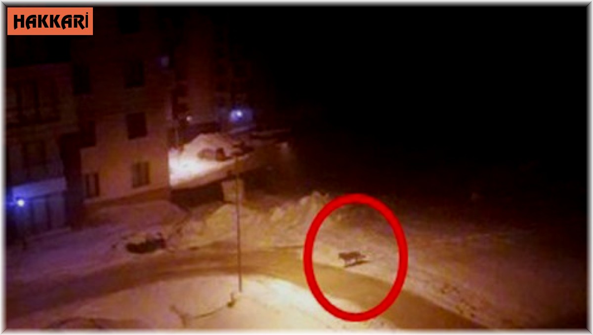 Aç kalan kurt yerleşim alanına indi