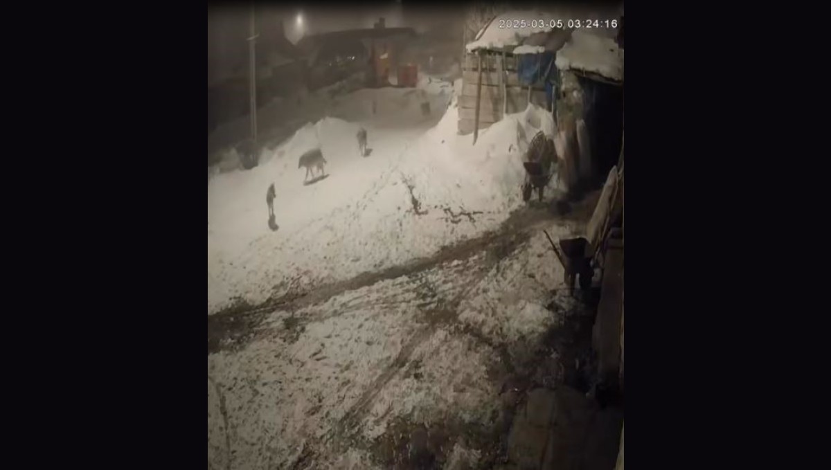 Aç kalan kurtlar 2 köpeğe saldırdı