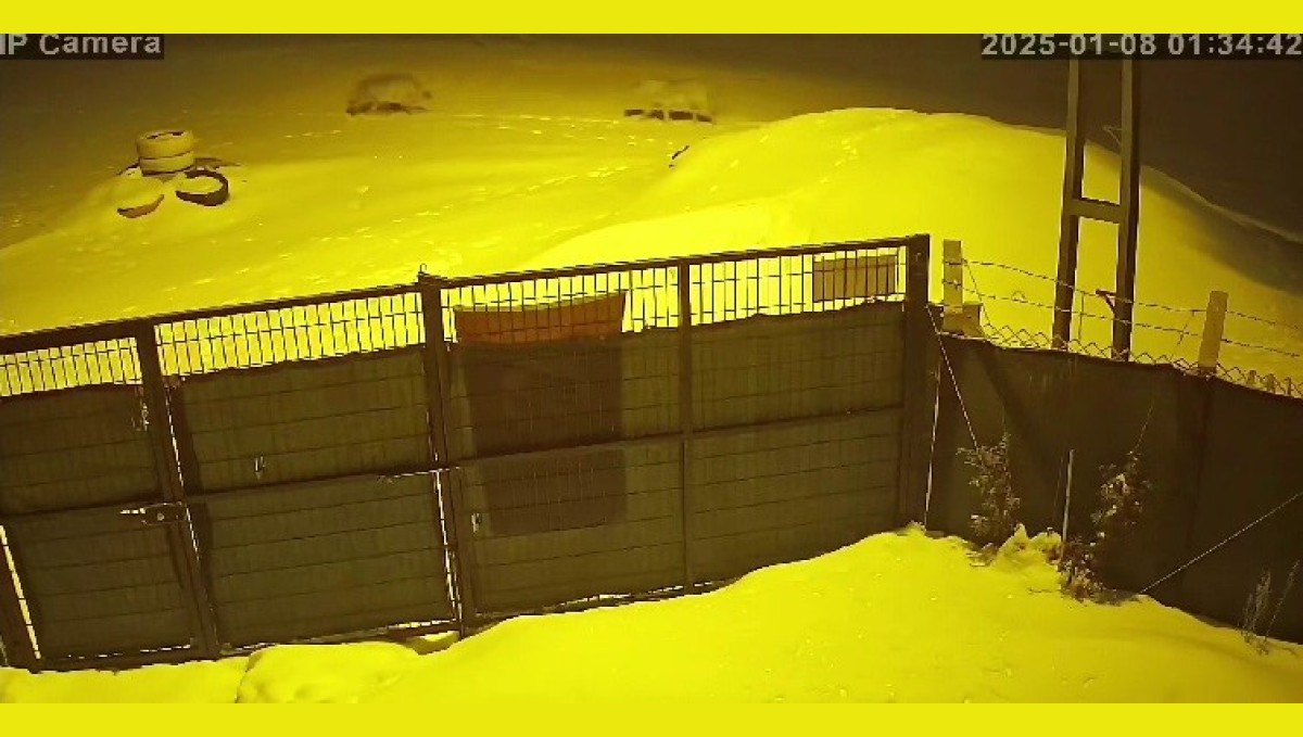 Aç kalan kurtlar kent merkezine indi