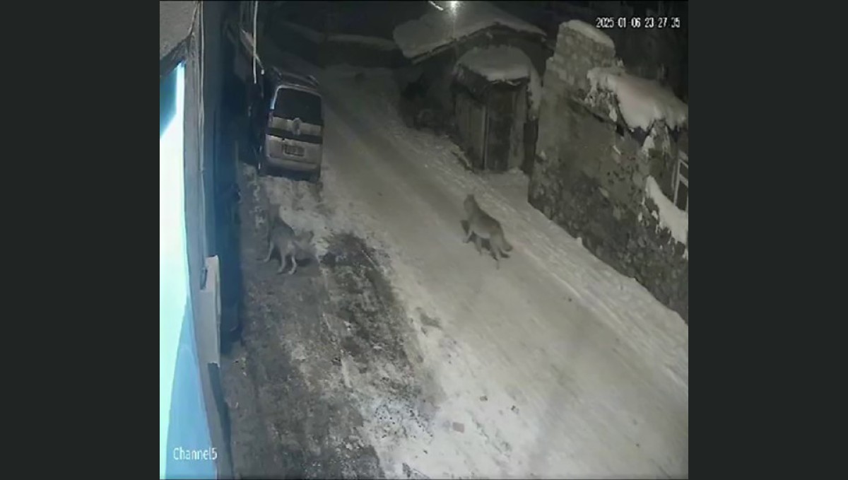 Aç kalan kurtlar köye indi