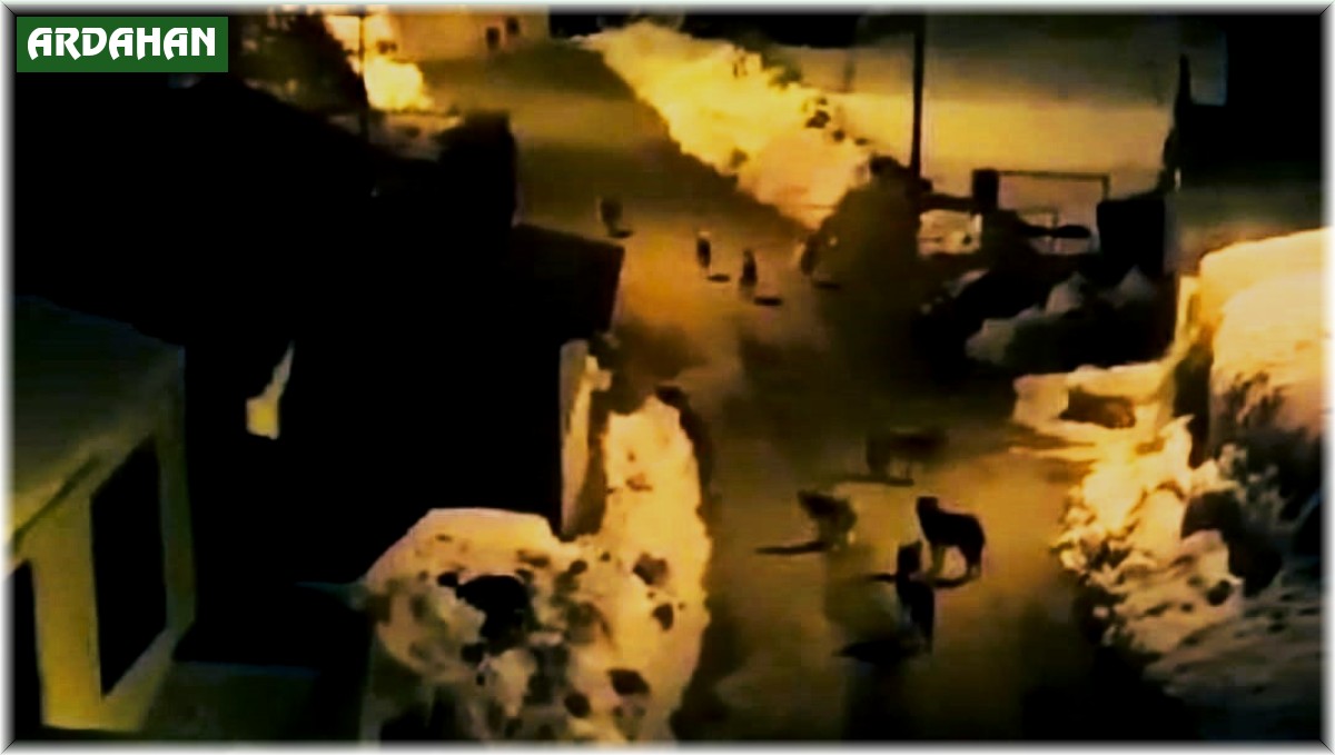 Aç kalan kurtlar şehre indi