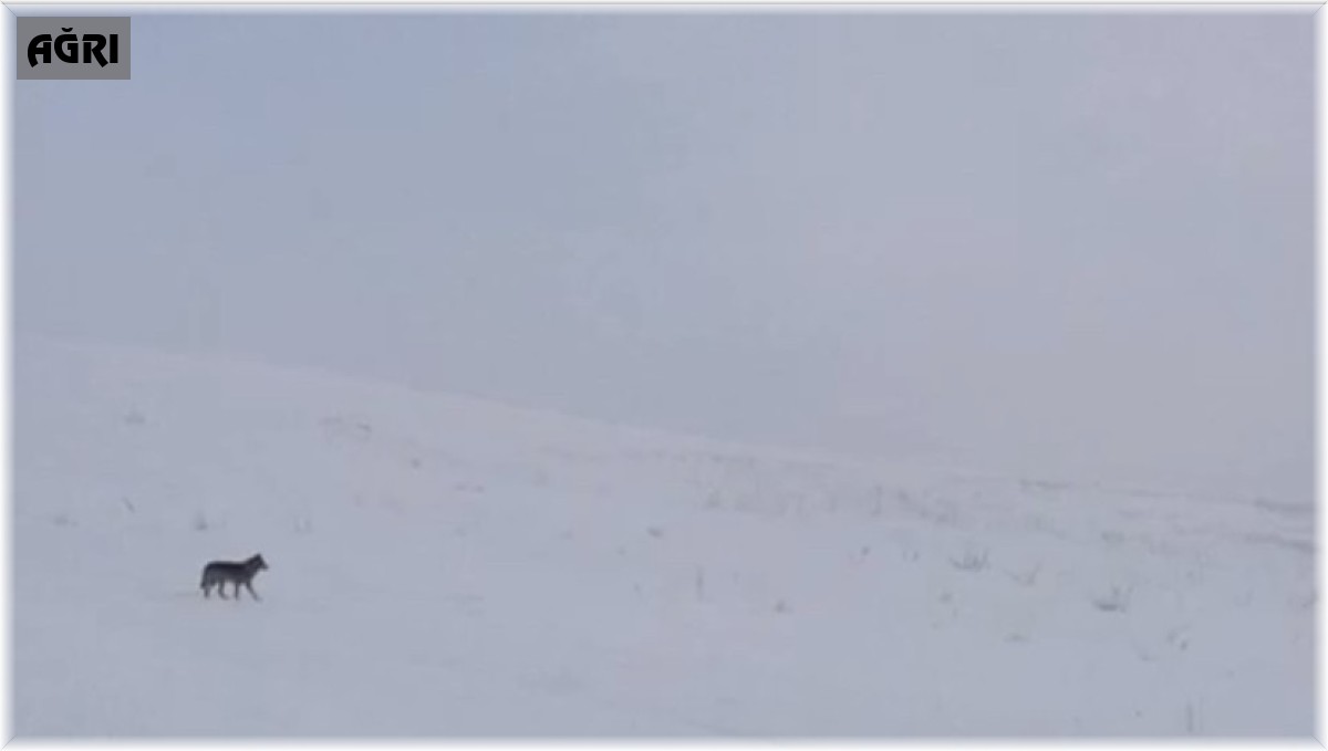 Aç kalan kurtlar yiyecek arayışına girdi