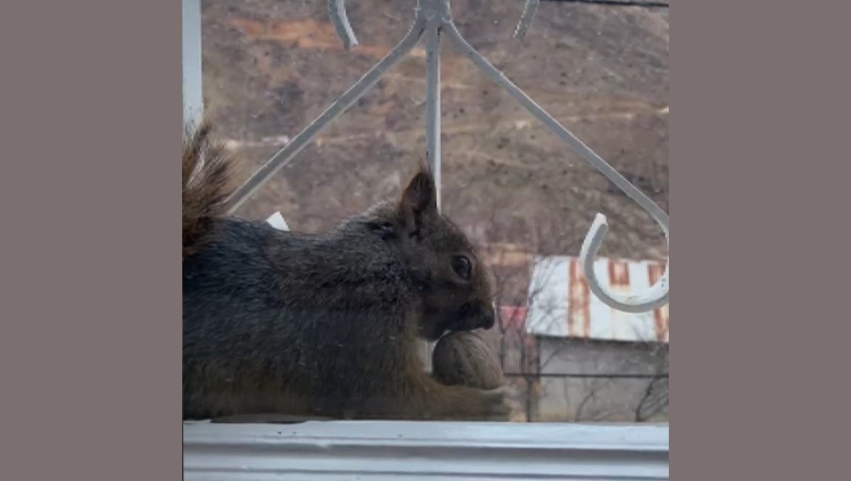 Aç kalan sincaplar pencerelere misafir oluyor