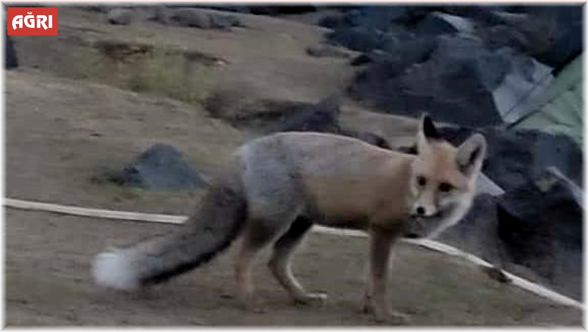 Aç kalan tilki dağcıların çadırına girdi