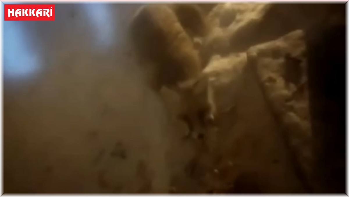 Aç kalan tilki evin kapısında yiyecek aradı