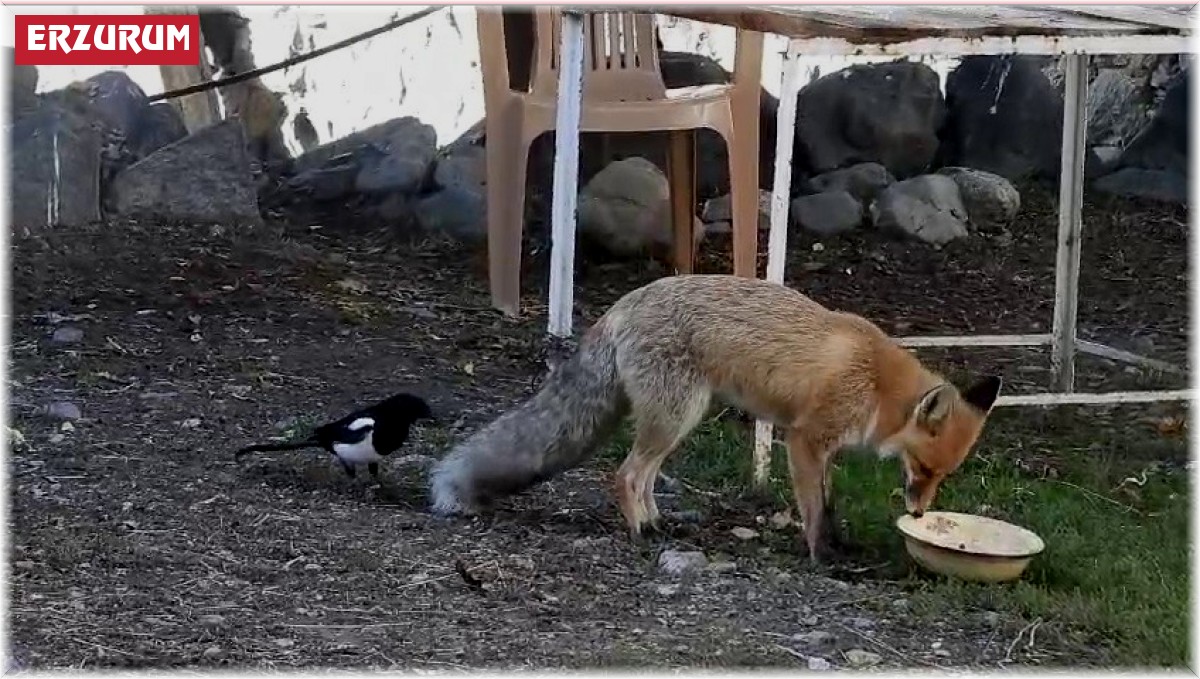 Aç kalan tilki köyün maskotu oldu