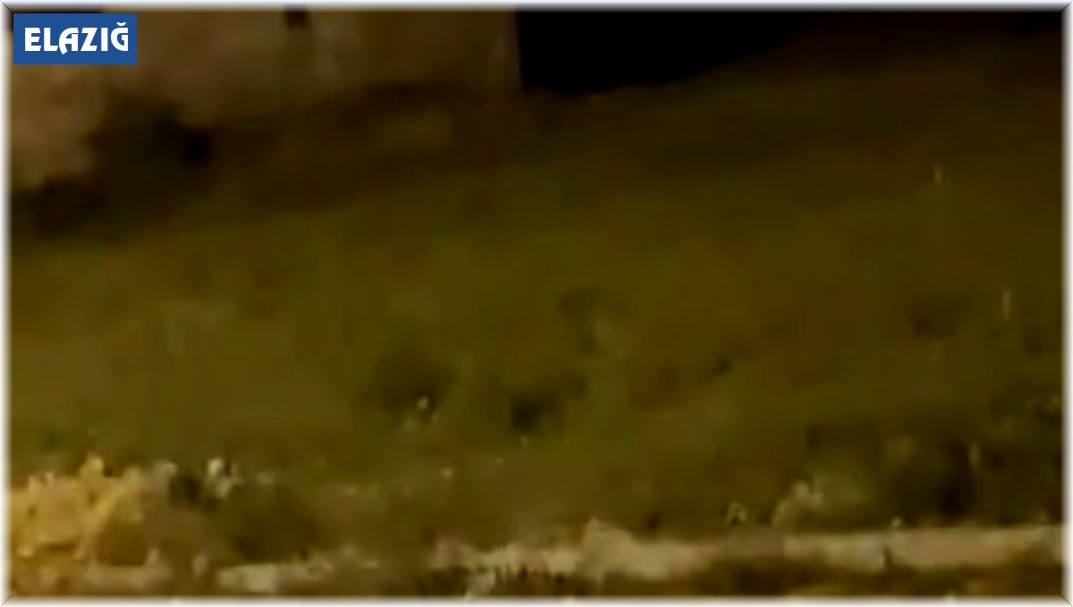 Aç kalan tilki şehir merkezine indi