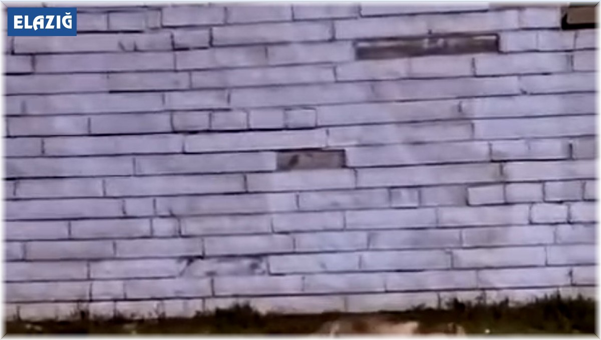 Aç kalan tilki şehir merkezine indi