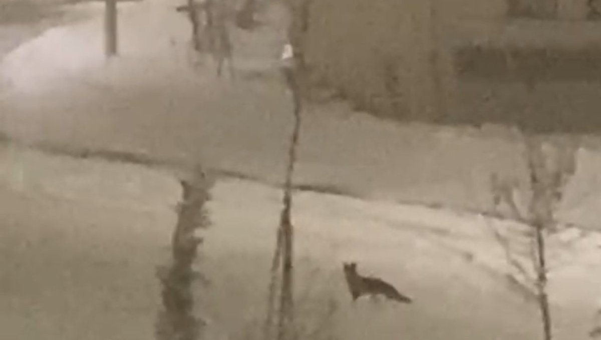 Aç kalan tilki şehir merkezine indi