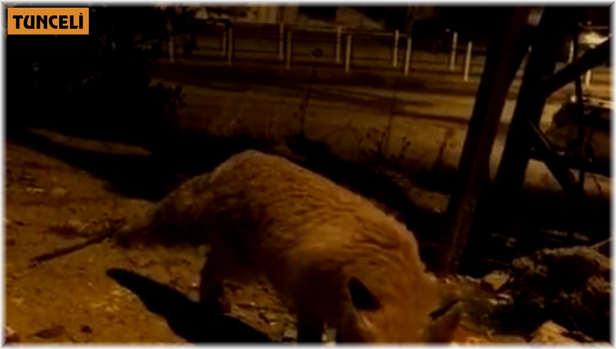 Aç kalan tilki şehir merkezine inerek karnını doyurdu