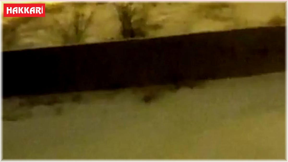 Aç kalan tilkiler mahalleye indi