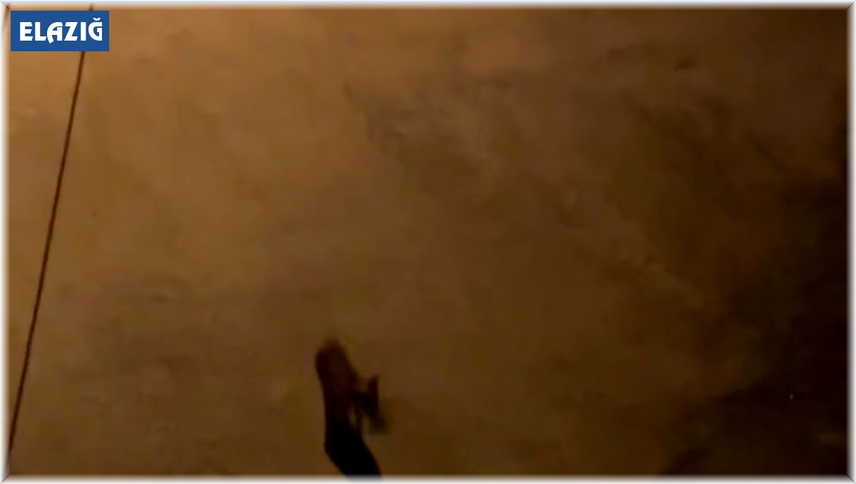 Aç kalan tilkiler şehir merkezini mesken tutmaya başladı