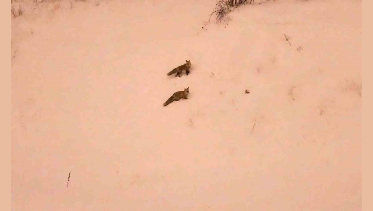 Aç kalan tilkiler yerleşim yerlerinde görülmeye başlandı