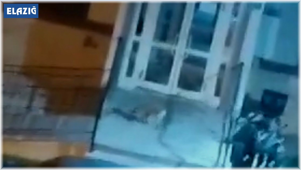 Aç kalan tilkiler yiyecek bulmak için şehre indi