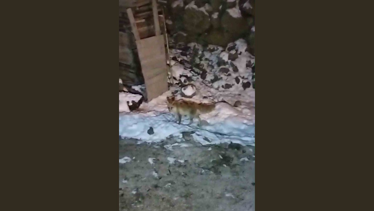 Aç kalan tilkinin yiyecek bulma telaşı
