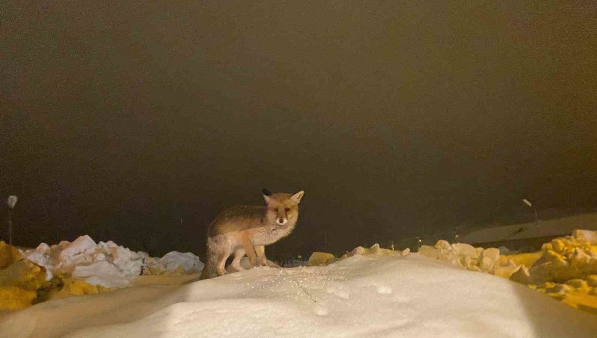 Aç kalan tilkiye şefkat eli: "O yedikçe ben mutlu oldum"