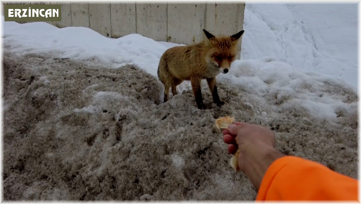 Aç kalan tilkiyi poğaça ile besledi