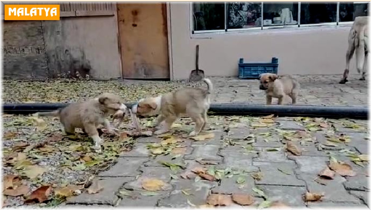 Aç kalan yavru köpeklerin kavgası gülümsetti