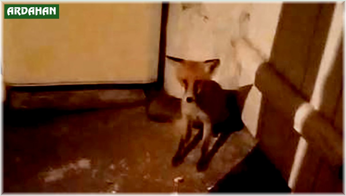 Aç kalıp eve dalan tilkiyi beslediler