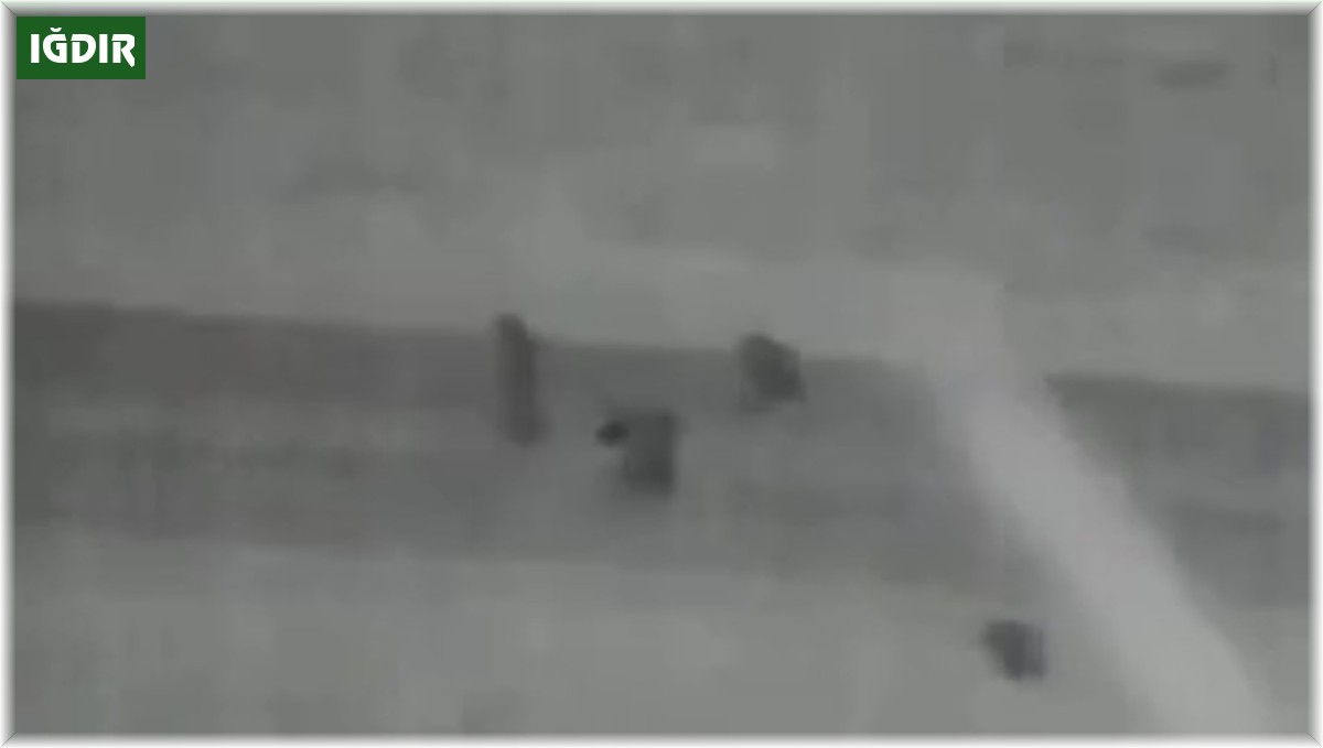 Aç kalıp yola inen ayılar kameralar tarafından görüntülendi