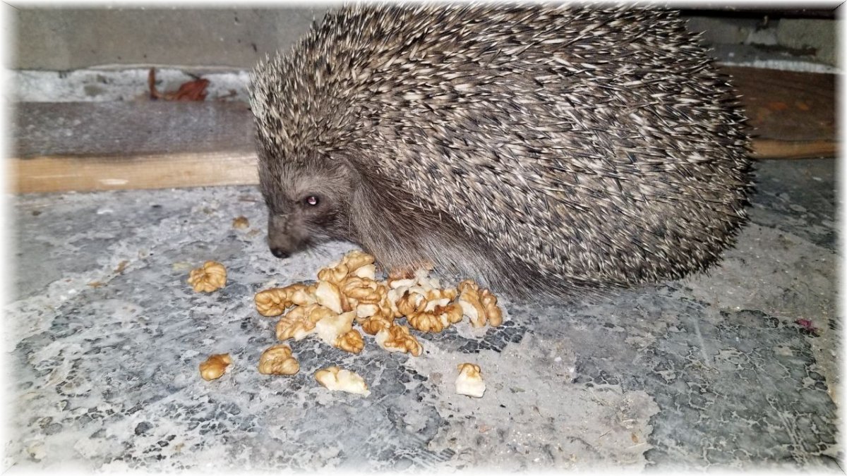 Aç kirpiler karınlarını mesken tuttukları evde bisküvi ve cevizle doyuruyor