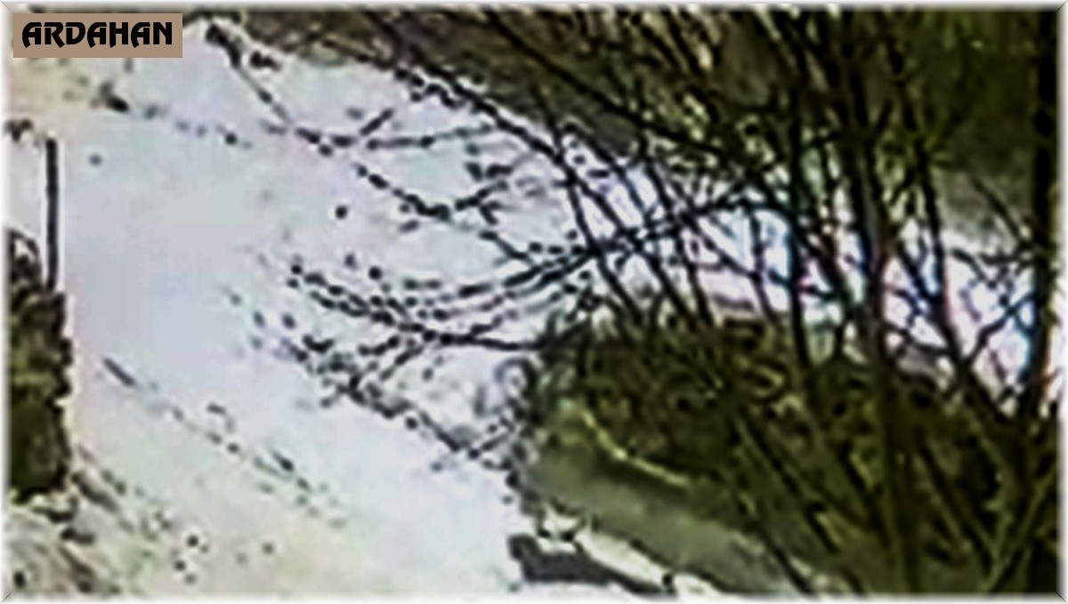 Aç kurt yavru köpeği böyle götürdü