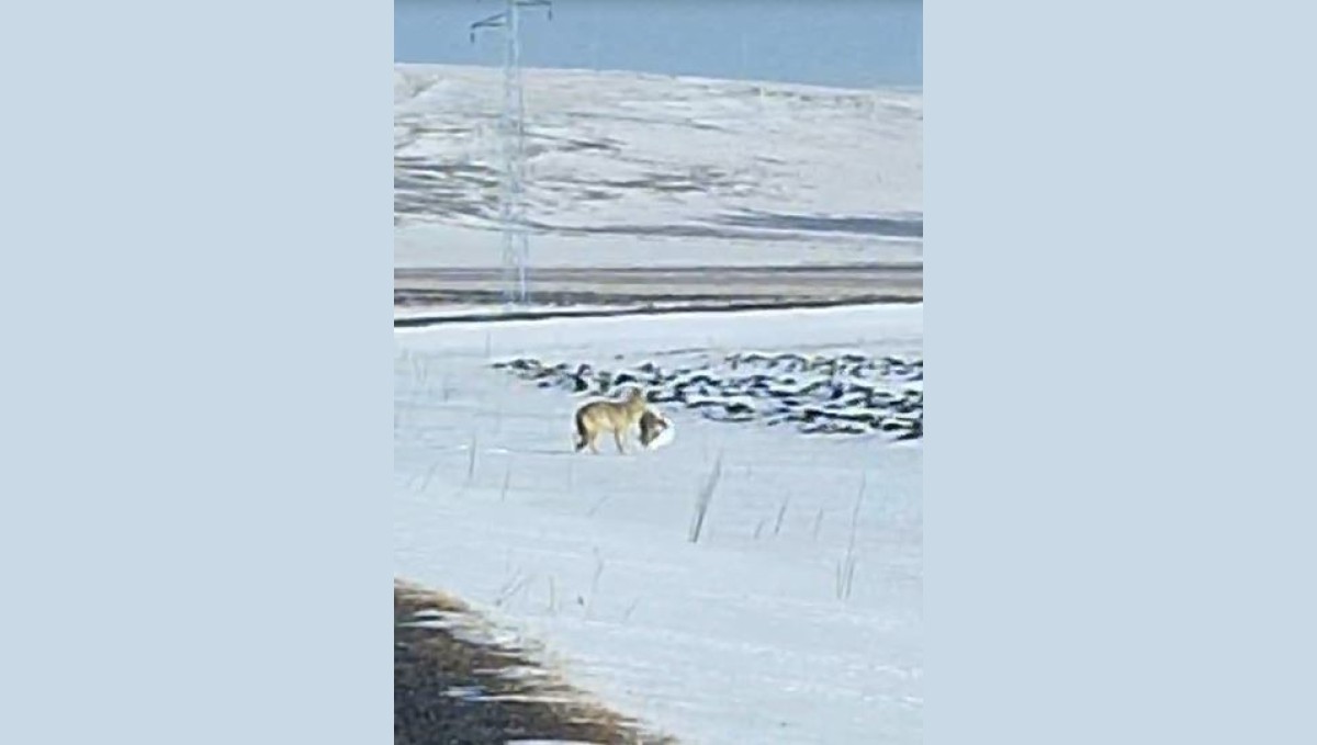 Aç kurt yerleşim yerine kadar indi