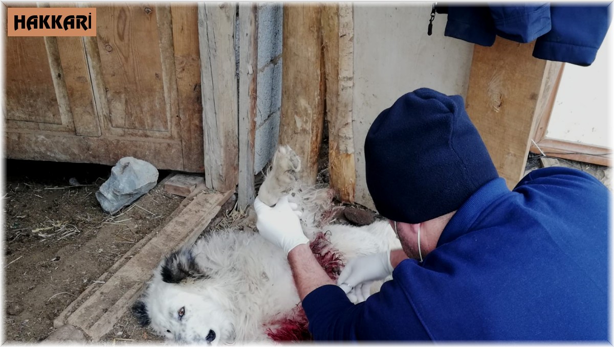 Aç kurtlar çoban köpeğini ağır yaraladı