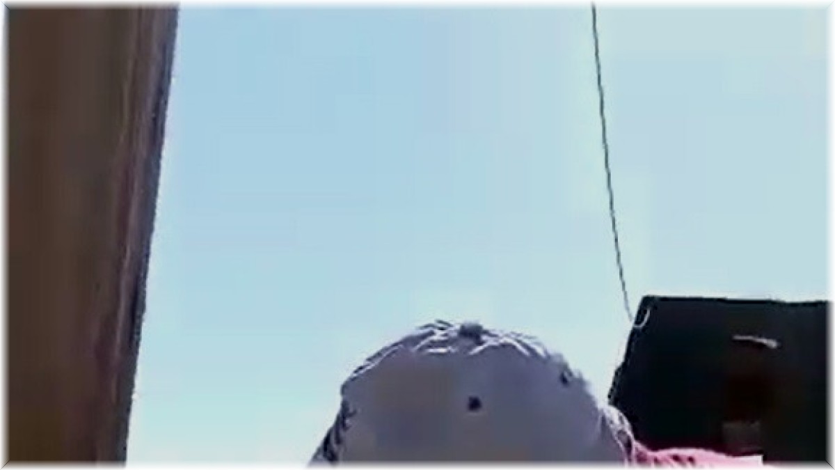 Acı biber yiyip kalbi duran şahini, çiftçinin masajı kurtardı