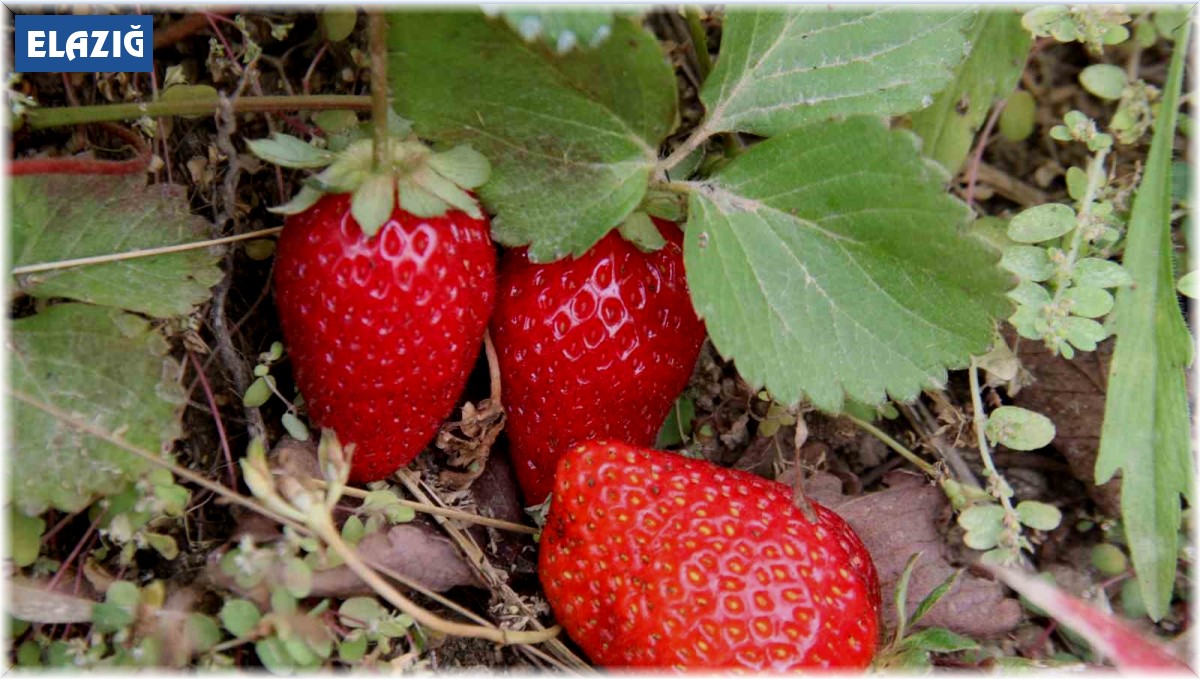 Açık alanda son hasat: Kilosu 50 liradan alıcı buluyor