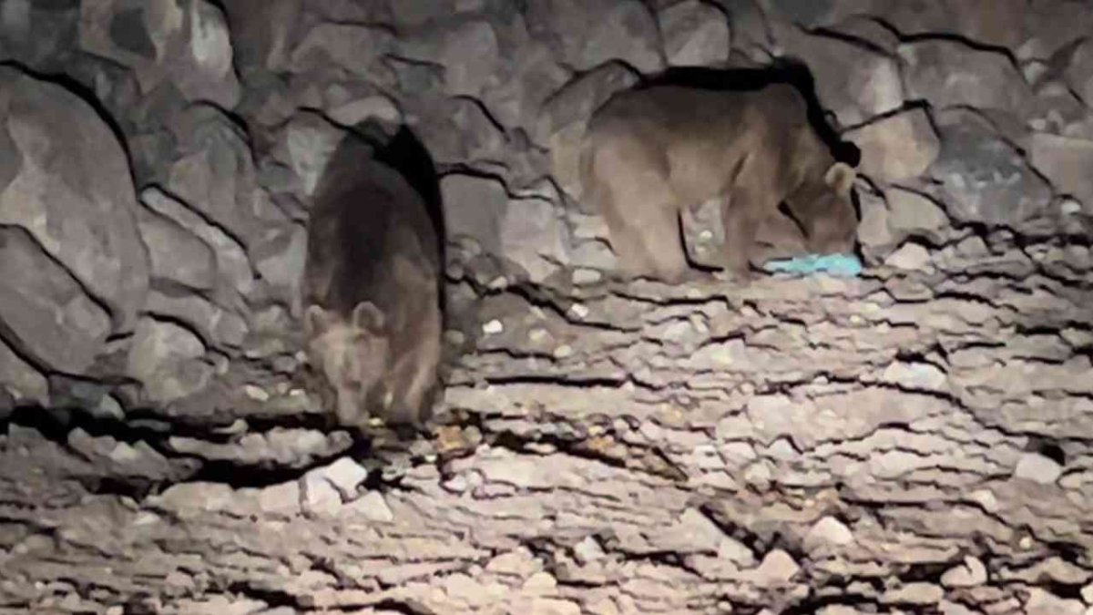 Acıkan ayılar her gün ilçe merkezinde yiyecek arıyorlar