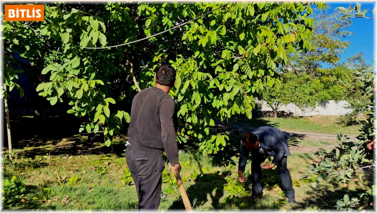 Adilcevaz cevizinin hasadına başlandı
