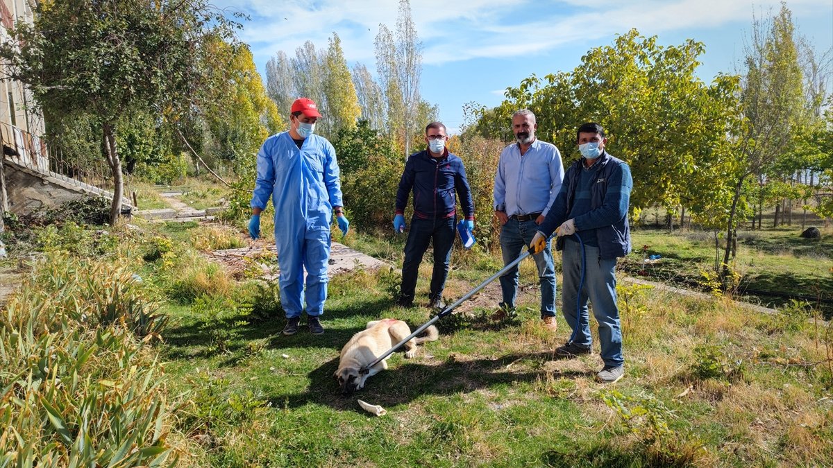 Adilcevaz'da aşılama çalışmaları devam ediyor